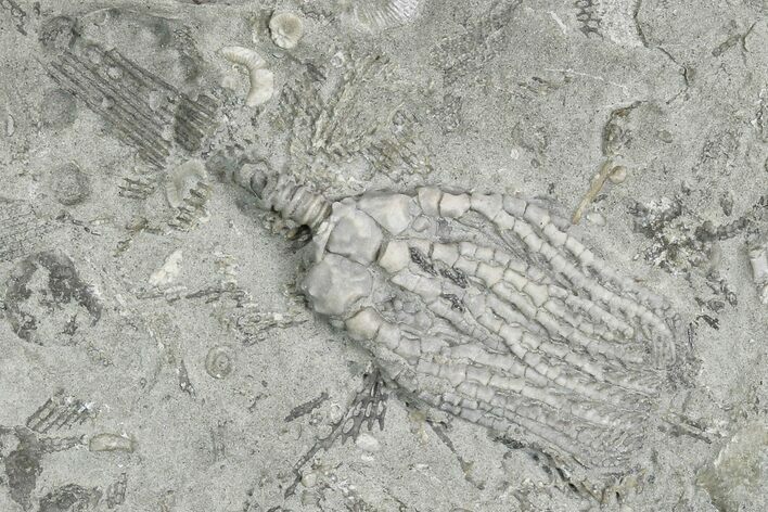 Crinoid (Platycrinites) Fossil - Crawfordsville, Indiana #130171